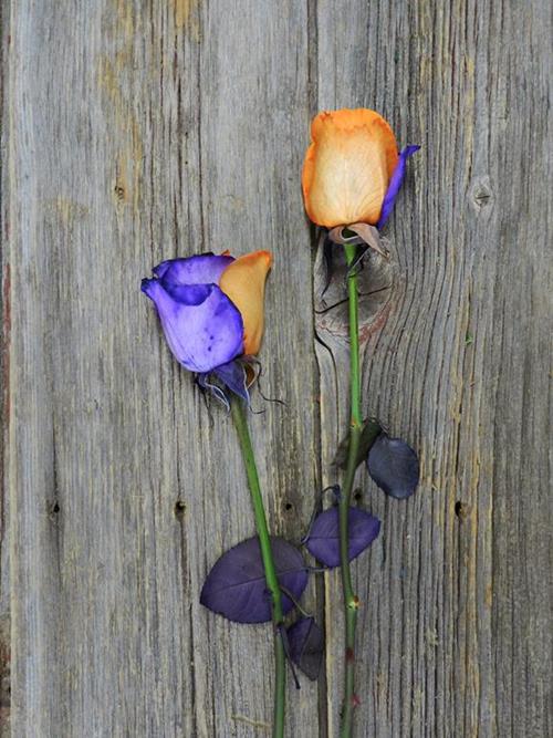 ORANGE & PURPLE  TINTED ROSE